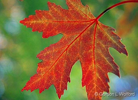 First Sign Of Autumn_21389.jpg - Rideau Canal Waterway photographed near Merrickville, Ontario, Canada.